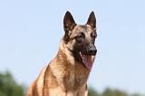 MALINOIS 761